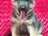 Alman Çoban Köpeği Yavruları
