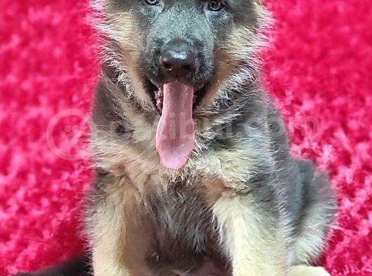 Alman Çoban Köpeği Yavruları görsel