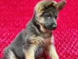 Alman Çoban Köpeği Yavruları