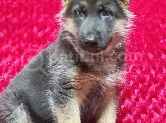 Alman Çoban Köpeği Yavruları görsel