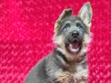 Alman Çoban Köpeği Yavruları