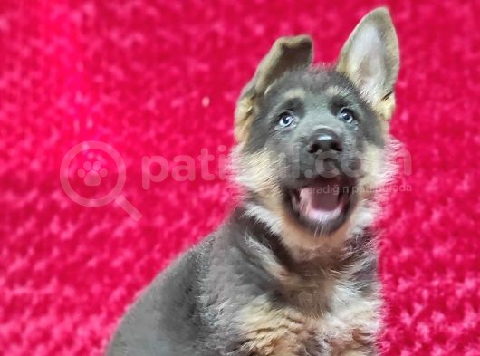 Alman Çoban Köpeği Yavruları görsel