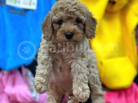 Mükemmel Toy Poodle Yavrularımız Bakırköy görsel