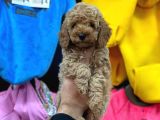 Bebek Yüzlü Toy Poodle Yavrularimiz