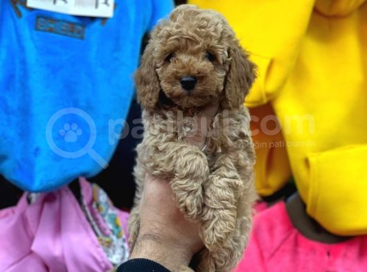 Mükemmel Toy Poodle Yavrularımız Bakırköy görsel