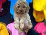 Mükemmel Toy Poodle Yavrularımız Bakırköy