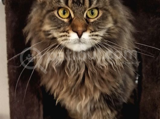 Safkan Full Şecereli Dişi Maine Coon Yavru