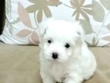 Maltesse Terrier Cinsi Güzel Yavrular 