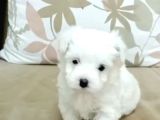 Maltesse Terrier Cinsi Güzel Yavrular 