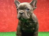 Güzeller Güzeli̇ Di̇şi̇ French Bulldog Blue Yavrumuz