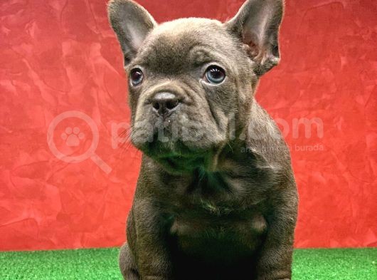 Güzeller Güzeli̇ Di̇şi̇ French Bulldog Blue Yavrumuz görsel