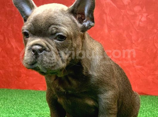 Güzeller Güzeli̇ Di̇şi̇ French Bulldog Blue Yavrumuz