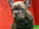 Güzeller Güzeli̇ Di̇şi̇ French Bulldog Blue Yavrumuz