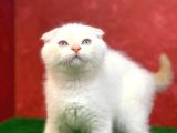 Muhteşem Güzelli̇kte  Scottish Fold Red Point Yavrumuz