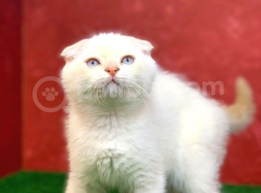 Muhteşem Güzelli̇kte  Scottish Fold Red Point Yavrumuz görsel