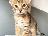Savannah X Bengal Hybrid