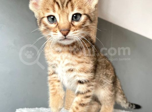 Savannah X Bengal Hybrid görsel
