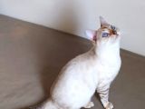 Snow Bengal Dişi 8 Aylık