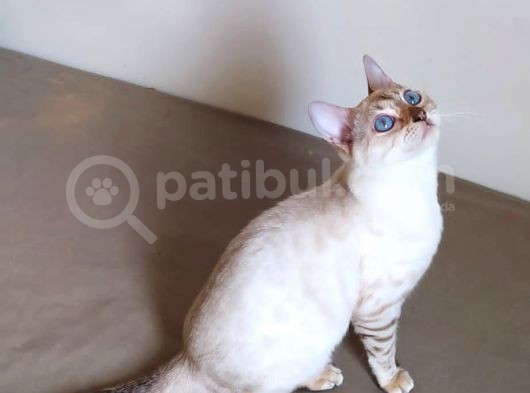 Snow Bengal Dişi 8 Aylık görsel