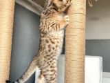 Savannah X Bengal Hybrid