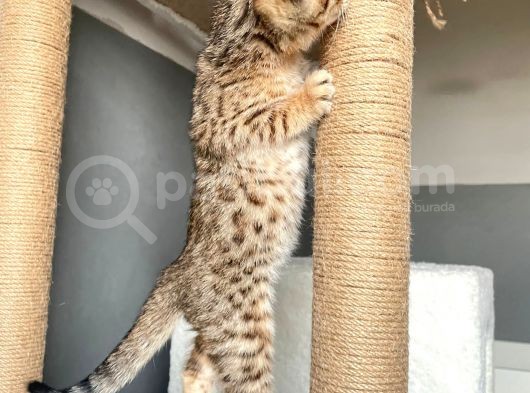 Savannah X Bengal Hybrid görsel