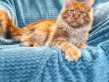 4 Aylık Show Class Red Mainecoon Erkek