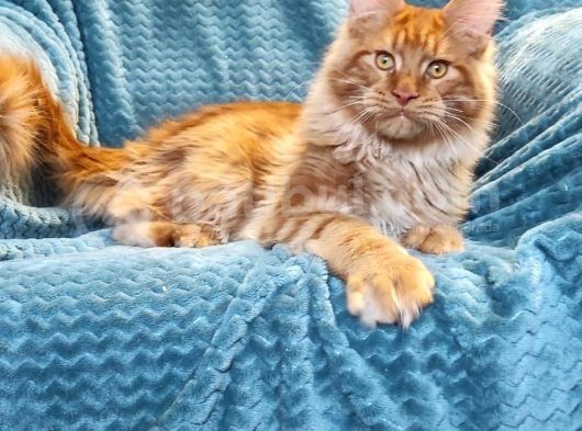 4 Aylık Show Class Red Mainecoon Erkek görsel