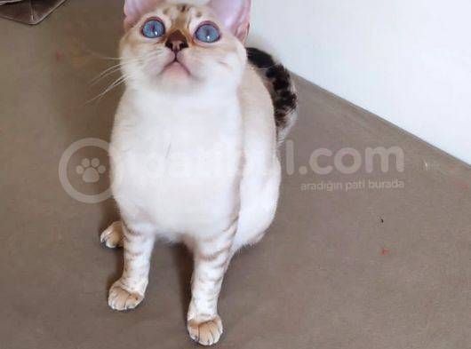 Snow Bengal Dişi 8 Aylık
