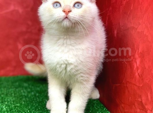 Muhteşem Güzelli̇kte Scottish Fold Red Point Yavrumuz görsel