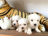 Ruhsatlı Köpek Çiftliğinden (Burkem) Maltes Terrier Yavrular