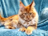 4 Aylık Show Class Red Mainecoon Erkek