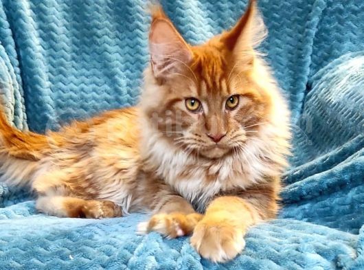 4 Aylık Show Class Red Mainecoon Erkek görsel