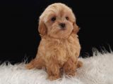 Dişi Irk Ve Kilo Garantili Maltipoo