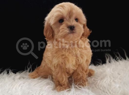 Dişi Irk Ve Kilo Garantili Maltipoo görsel