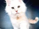 Safkan Mainecoon Erkek