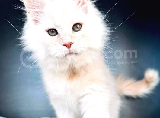 Safkan Mainecoon Erkek görsel