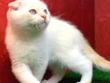 Muhteşem Güzelli̇kte Scottish Fold Red Point Yavrumuz