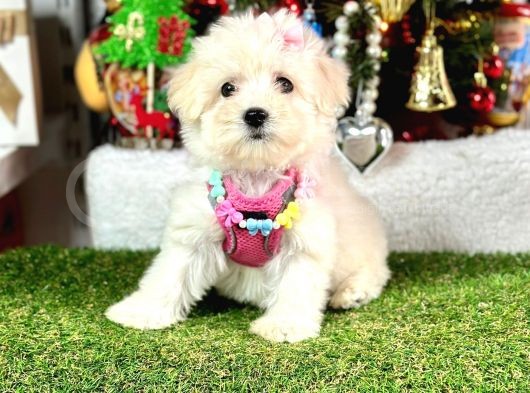 Sıfır Numara Mini Boy Maltese Yavrular