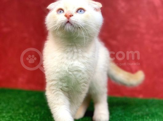 Muhteşem Güzelli̇kte Scottish Fold Red Point Yavrumuz