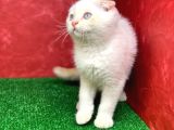 Muhteşem Güzelli̇kte Scottish Fold Red Point Yavrumuz