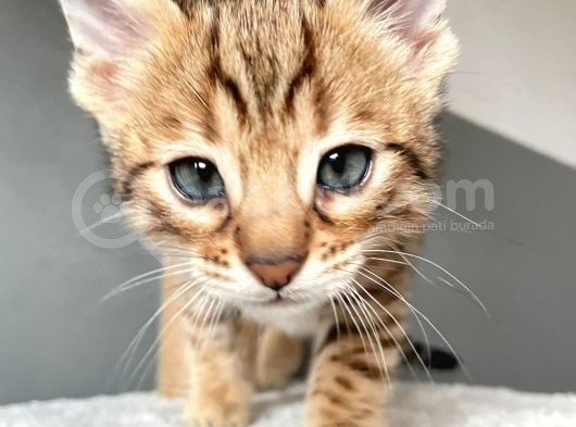 Savannah X Bengal Hybrid