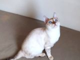 Snow Bengal Dişi 8 Aylık