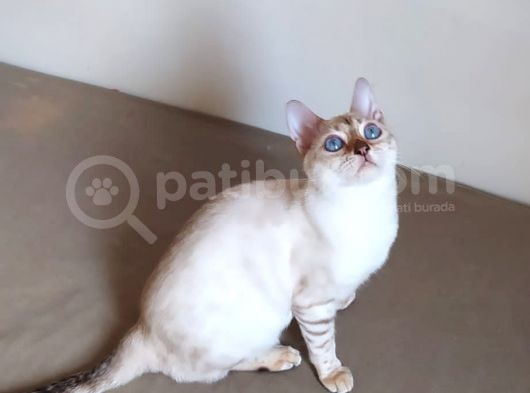 Snow Bengal Dişi 8 Aylık görsel