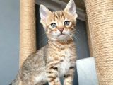 Savannah X Bengal Hybrid