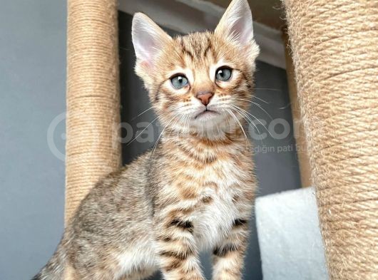 Savannah X Bengal Hybrid görsel