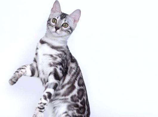 Silver Bengal 2 Yasında Kısır