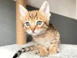 Savannah X Bengal Hybrid