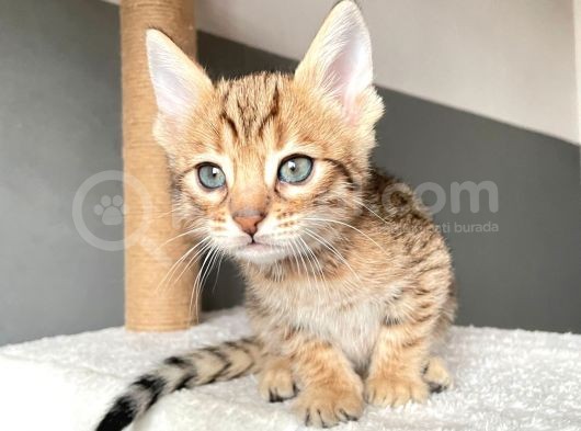 Savannah X Bengal Hybrid görsel