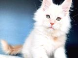 Safkan Mainecoon Erkek