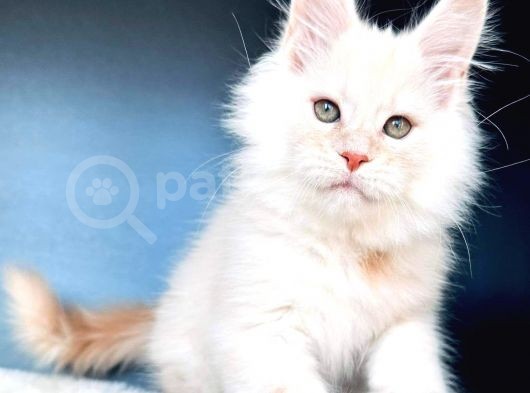 Safkan Mainecoon Erkek görsel